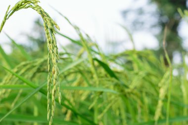pirinç tarlaları büyüme çeltik pirinç