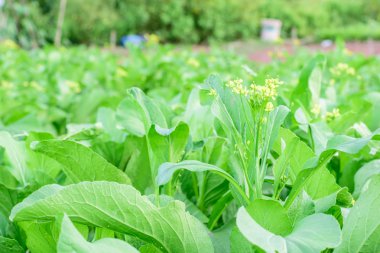 Çin lahanası ağaç