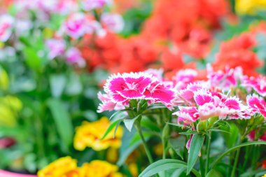 Dianthus chinensis flowe