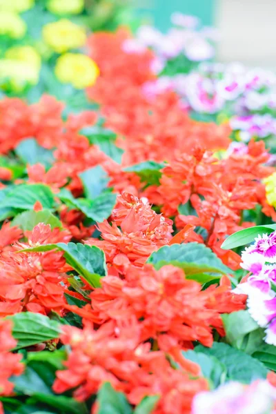 Salvia flowers tree — Stock Photo, Image