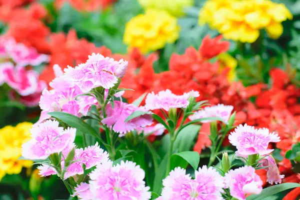 Dianthus chinensis flower — Stock Photo, Image