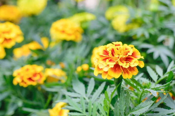 Marigold Flower tree — Stock Photo, Image