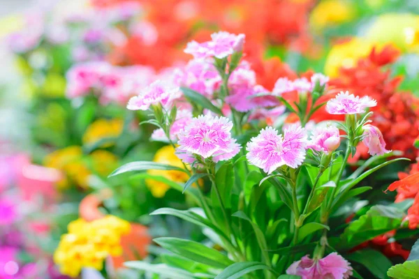 Dianthus chinensis flower — Stock Photo, Image