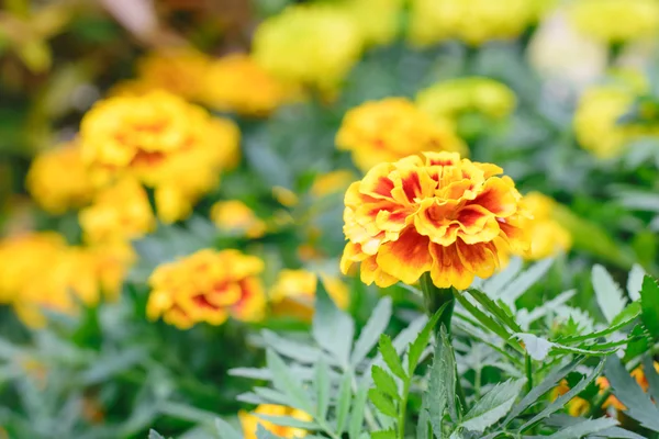 Marigold Flower tree — Stock Photo, Image