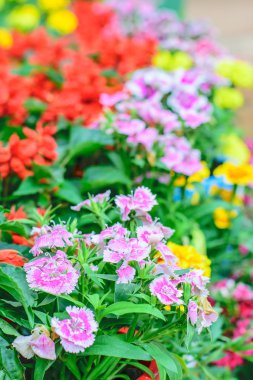Dianthus chinensis flower