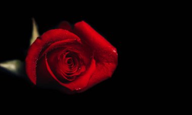 Siyah arkaplanda kırmızı bir gül resmi, Sevgililer Günü için bir hediye, 8 Mart, Anneler Günü..