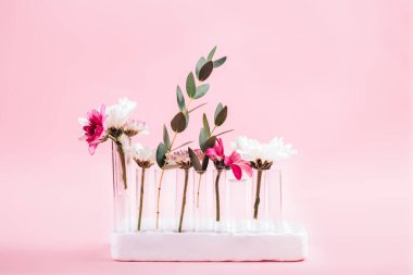 Pembe arka planda test tüplerinde sıralanmış güzel çiçekler..