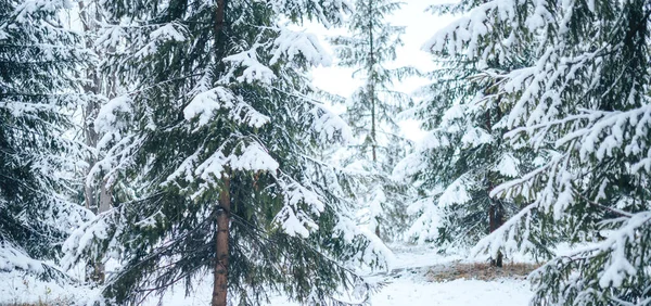 Winter forest with Christmas trees in the snow. Christmas and New Year mood. Long banner.