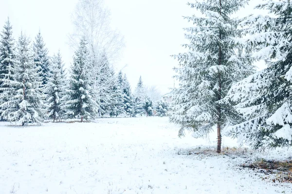 Зимовий Ліс Ялинками Снігу Різдво Новий Рік Настрій — стокове фото