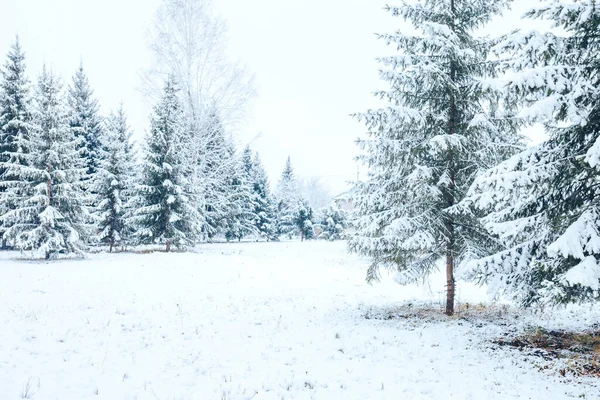 Winter forest with Christmas trees in the snow. Christmas and New Year mood.