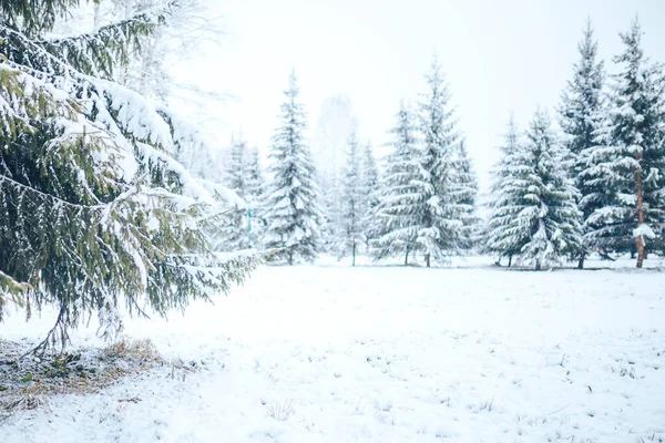 Зимовий Ліс Ялинками Снігу Різдво Новий Рік Настрій — стокове фото