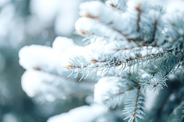 Witte Sneeuw Ligt Takken Van Een Kerstboom Foto Voor Wenskaarten — Stockfoto