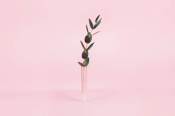 Bel ramo con foglie pari in piedi in una provetta medica su uno sfondo rosa — Foto Stock