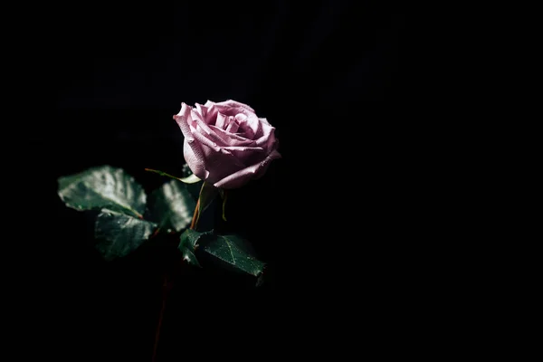 Macro toma de una rosa púrpura sobre un fondo negro, un regalo para el Día de San Valentín, 8 de marzo, Día de las Madres — Foto de Stock