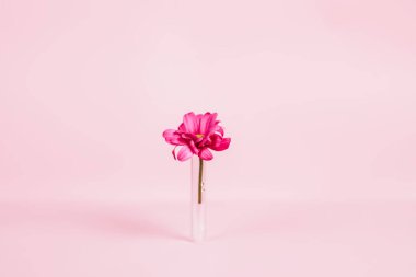 Pembe arka planda tıbbi test tüpünde duran güzel dianthus, tıbbi bir şişede iki damla su görülebilir.