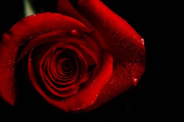 Siyah arka planda güzel kırmızı bir gül. Mesaj için yer. Bir tebrik kartı için fotoğraf. Sevgililer Günü.