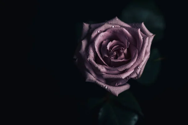 Belle Rose Fraîche Couleur Rose Sur Fond Noir Endroit Pour — Photo