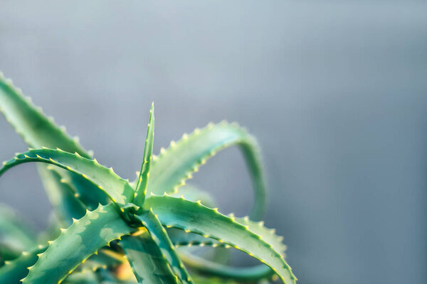 Aloe leaves close up. Growing medicinal plants at home. Health care.