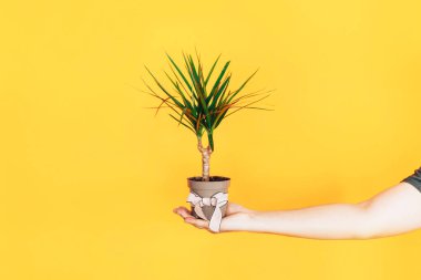 Elinde ev yapımı dracaena olan bir adam. 8 Mart ve Anneler Günü için canlı çiçek hediyesi..