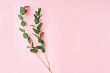 Pembe arka planda yeşil yaprakları olan güzel bir dal. Metin için boş alan