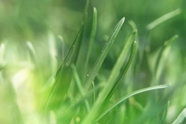Hierba verde cerca bajo los rayos de sol, fondo de verano — Foto de Stock
