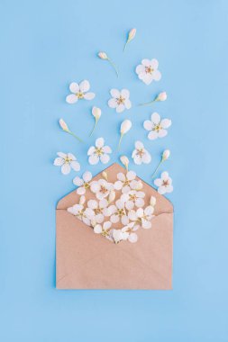 Beyaz çiçekler mavi arka plandaki kağıt zarftan uçar. İyi haber konsepti ve bahar geldi.