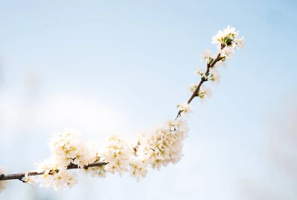 Macieira florescente com flores brancas em ramos contra o céu azul — Fotografia de Stock
