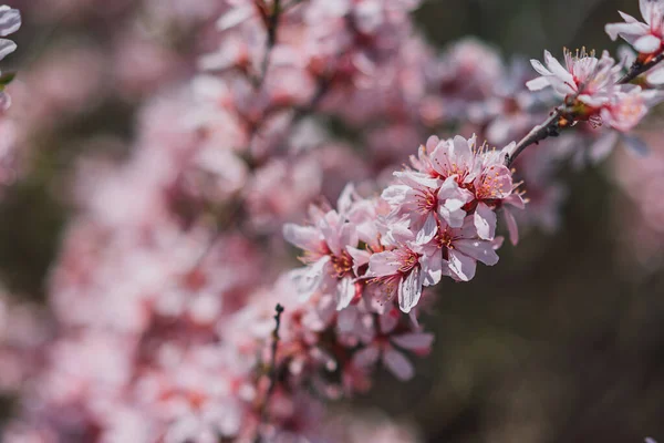 Flor de amêndoa rosa, Primavera, Foco selecionado — Fotografia de Stock