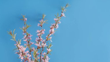 Mavi arka planda vahşi pembe badem çiçek açar. Bahar geldi..