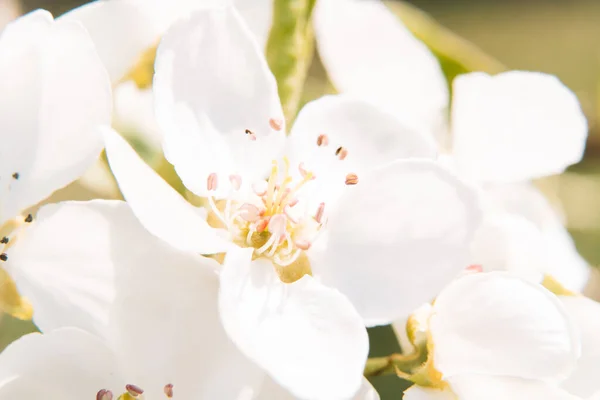 Flores Brancas Árvore Maçã Close Tiro Macro — Fotografia de Stock