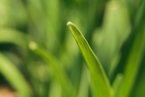 Zelená Tráva Pod Slunečními Paprsky Uzavírá Zelené Přírodní Pozadí — Stock fotografie