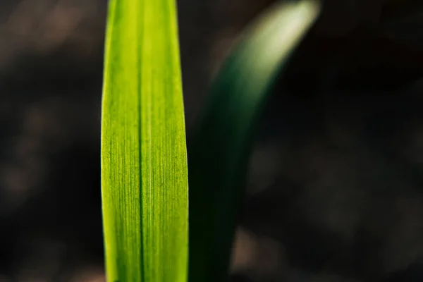 Grama Verde Fechar Sob Raios Sol Fundo Natureza Verde — Fotografia de Stock