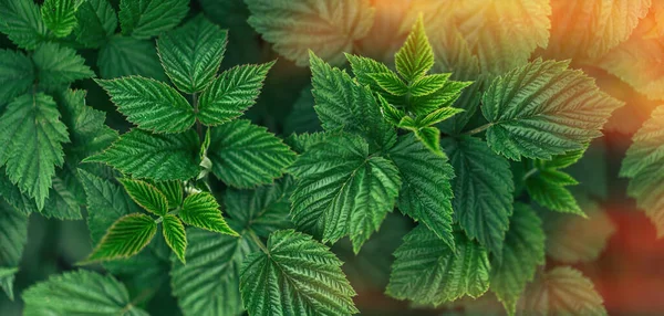 Fondo Verano Verde Montón Hojas Frambuesa Bandera Larga —  Fotos de Stock