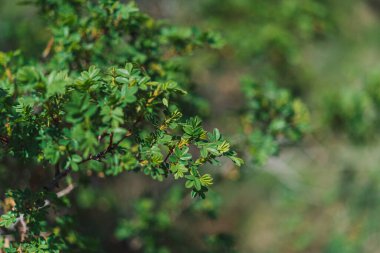 Yaban gülü yapraklı dallar. Bahar zamanı konsepti.