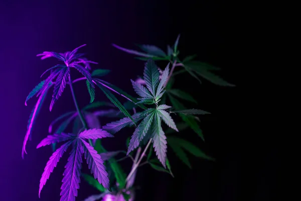 Cannabis Busch Unter Licht Vor Schwarzem Hintergrund — Stockfoto