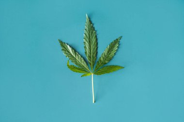 Yeşil arkaplanın ortasında esrar yaprağı.