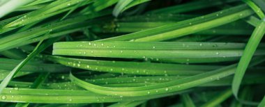 Uzun yeşil yapraklı çimenlerin arka planı.