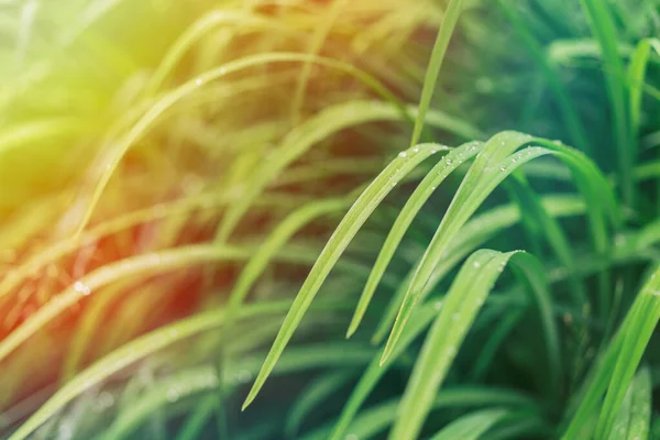 Fundo de grama folheada verde longa com raios de sol — Fotografia de Stock