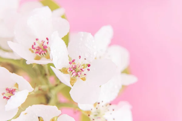 Ramo Florescente Macieira Com Flores Brancas Frente Fundo Rosa Close — Fotografia de Stock