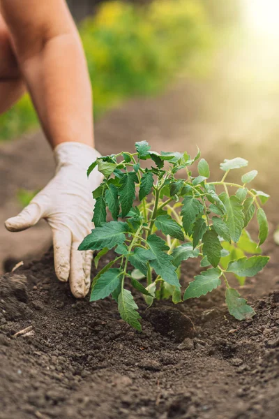 Mulher Mãos Luvas Plantando Brotos Tomate Chão — Fotografia de Stock