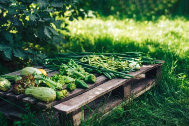 Taze toplanmış sebzeler ahşap paletin üzerinde yatıyor..
