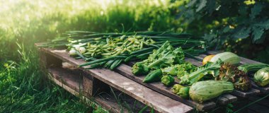 Taze toplanmış sebzeler ahşap paletin üzerinde yatıyor..