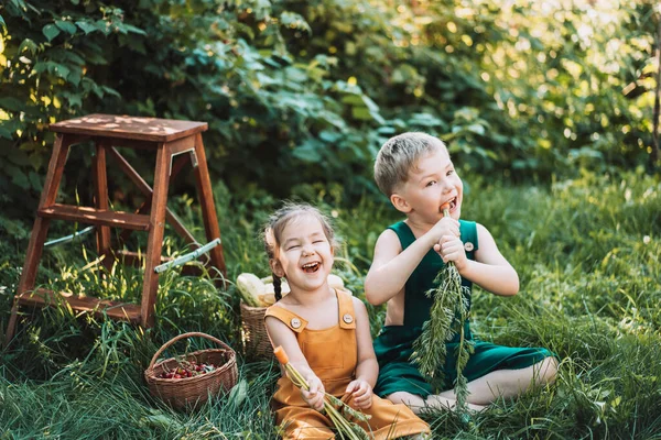 Different Blonde Brother Brunette Sister Overalls Eating Carrots Next Basket — Stock Photo, Image