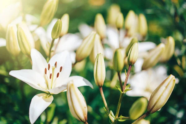 Bush of blooming white lilies in the sun.