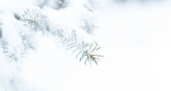 Christmas Tree Background Outdoor Snow Lights Bokeh Snow Falling Christmas — Stock Photo, Image