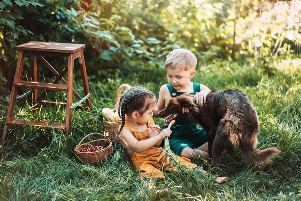 Los Niños Overoles Alimentan Perro Con Zanahorias —  Fotos de Stock