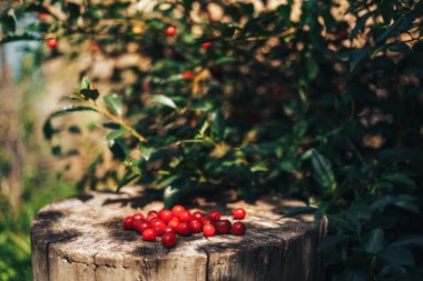 Olgun kırmızı kiraz, güneşte bir ağaç kütüğünde yatıyor..