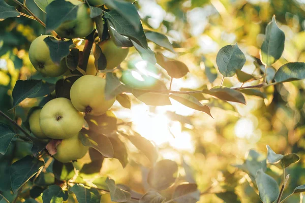 Światło słoneczne przechodzące przez gałąź z zielonymi jabłkami — Zdjęcie stockowe
