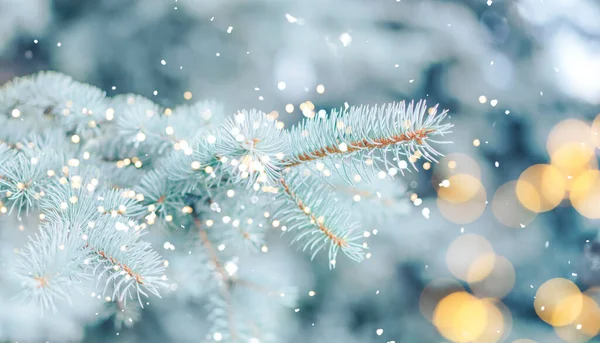 Fundo de Natal. Abeto azul ao ar livre com neve, luzes bokeh ao redor, e neve caindo — Fotografia de Stock
