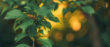 Bulanık arkaplanda yeşil yapraklı elma ağacı dalı.